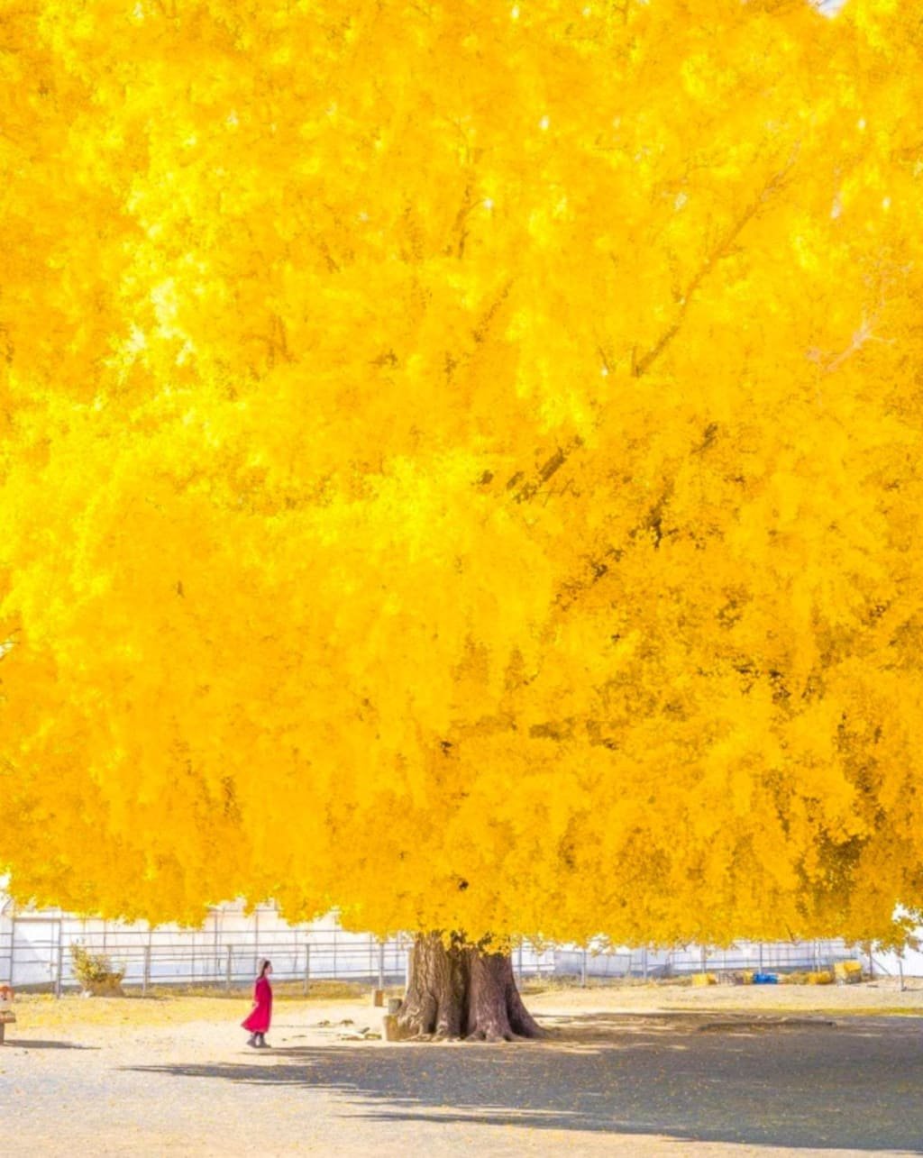 ⛩️ 묘켄 신사·주토 사찰 (묘켄구 주토지) 이미지 5